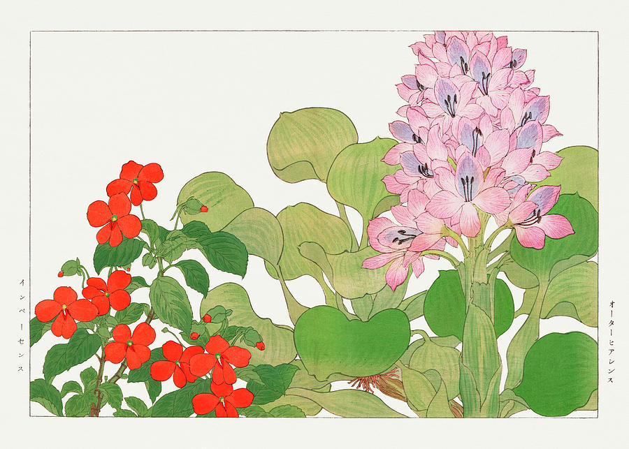 Impatiens and Water Hyacinth - Ukiyo e art - Vintage Japanese woodblock art - Seiyo SOKA ZUFU  Digital Art by Studio Grafiikka