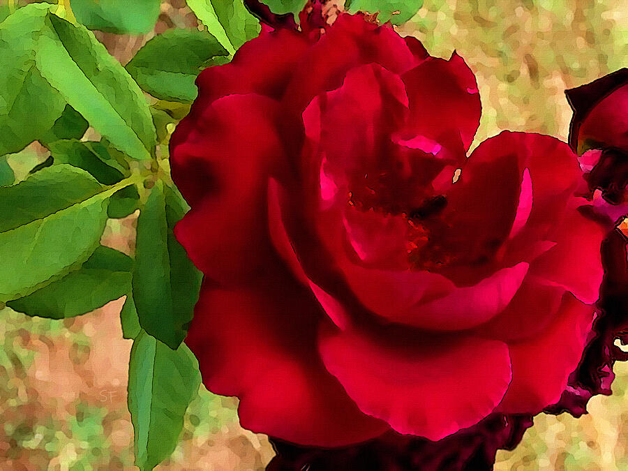 Imperfect Beauty-wild Red Rose Blossom Mixed Media