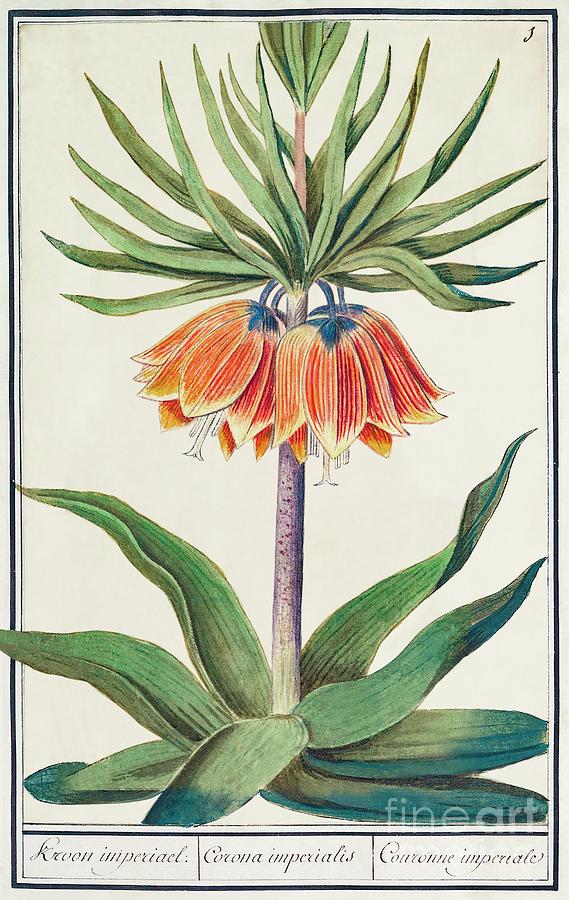 Imperial crown, Fritillaria imperialis 1596 -1610 by Anselmus Boetius ...