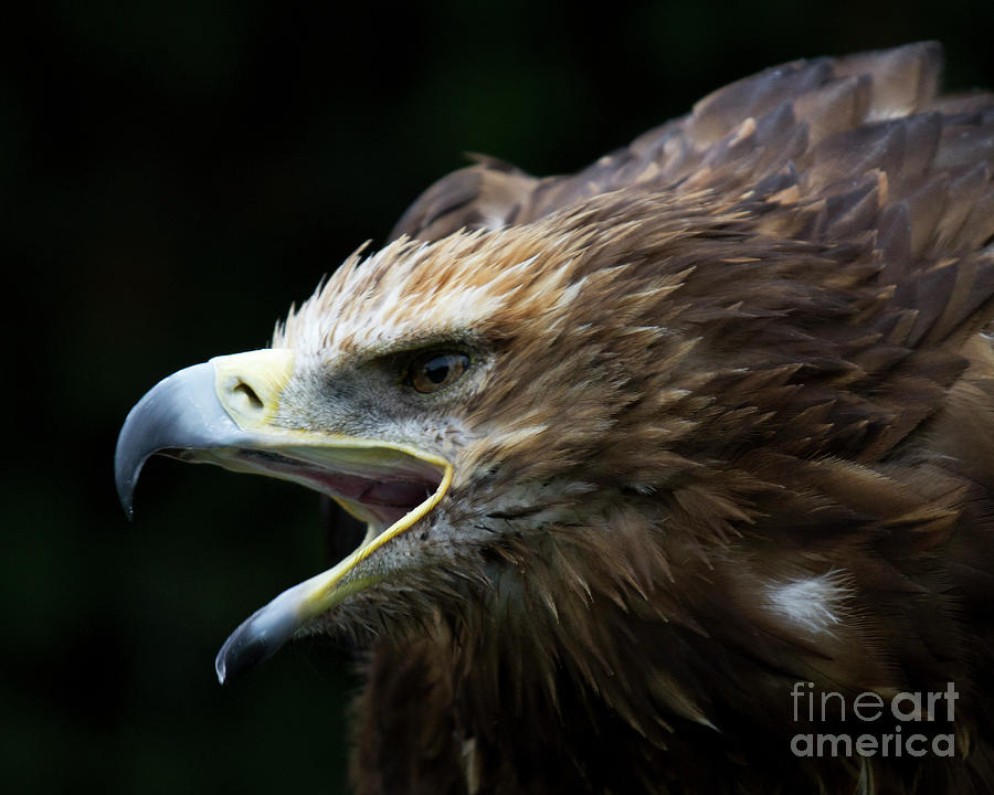 Wildlife Photograph - Imperial Eagle 1 by Heiko Koehrer-Wagner