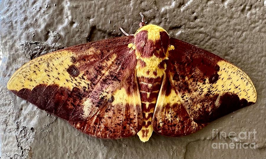 Imperial Moth Photograph by AnnaJo Vahle