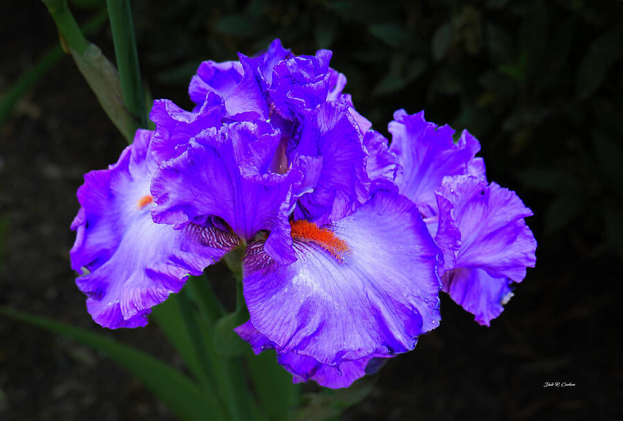 Imperial Reign Iris Photograph by Dale R Carlson