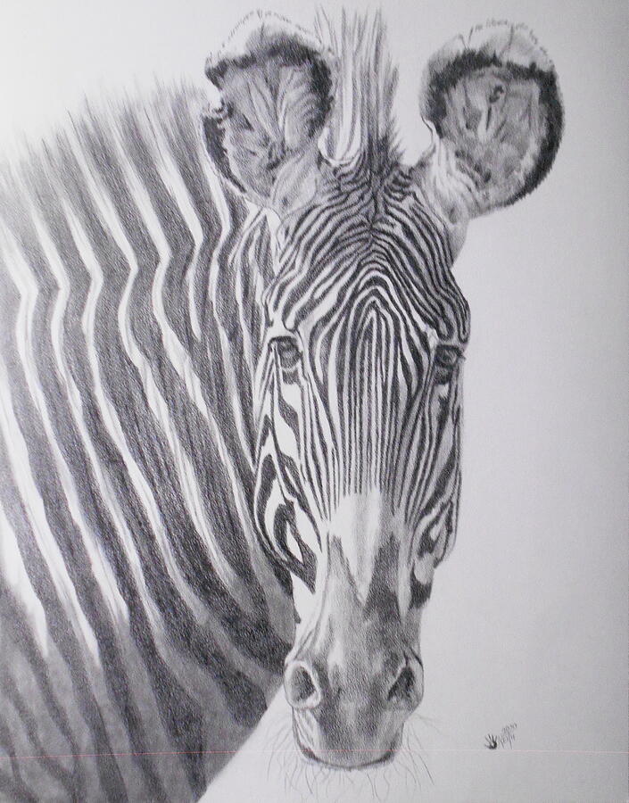 Wildlife Drawing - Imperial Zebra by Barbara Keith