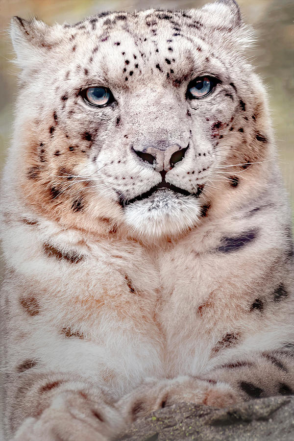 Imperious Snow Leopard Digital Art by Carl H Payne