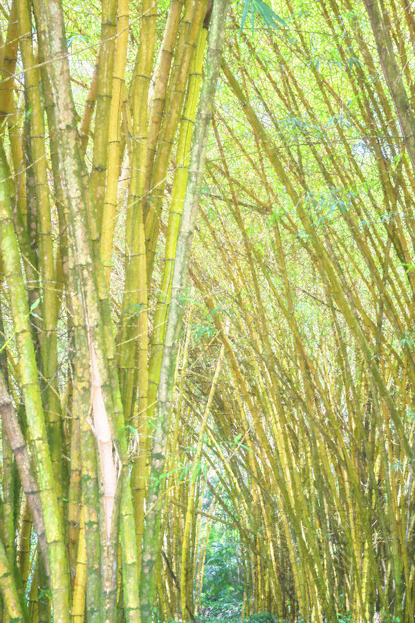 Impression of a Bamboo Garden Photograph by Belinda Greb