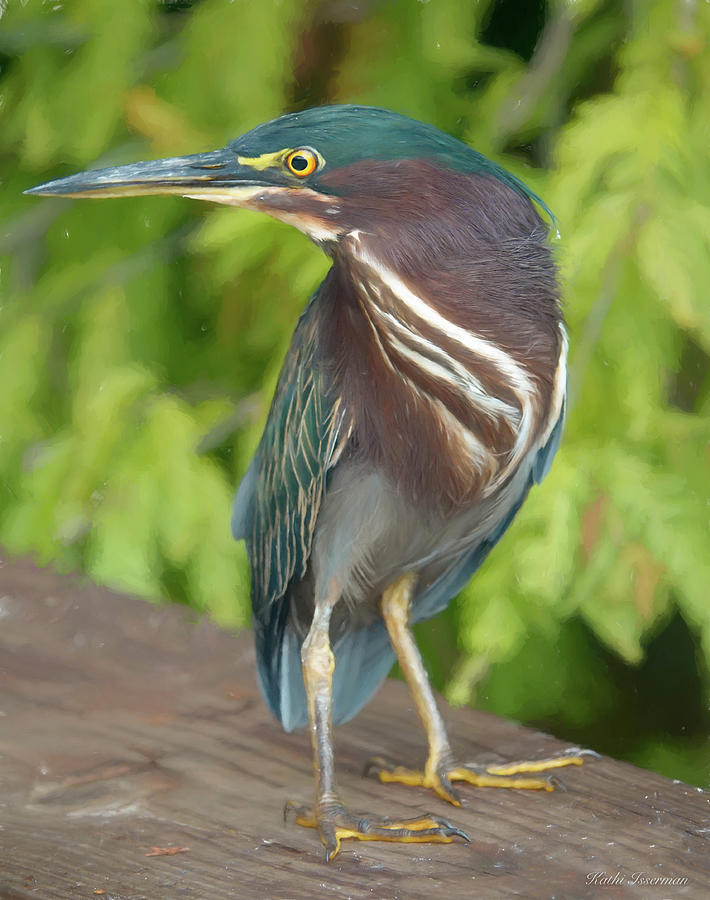 Impression of a Green Heron Photograph by Kathi Isserman