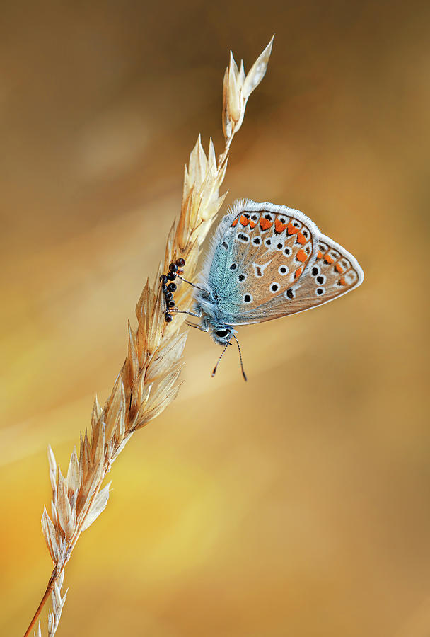 Impression with polyommatus icarus butterfly Photograph by Jaroslaw Blaminsky