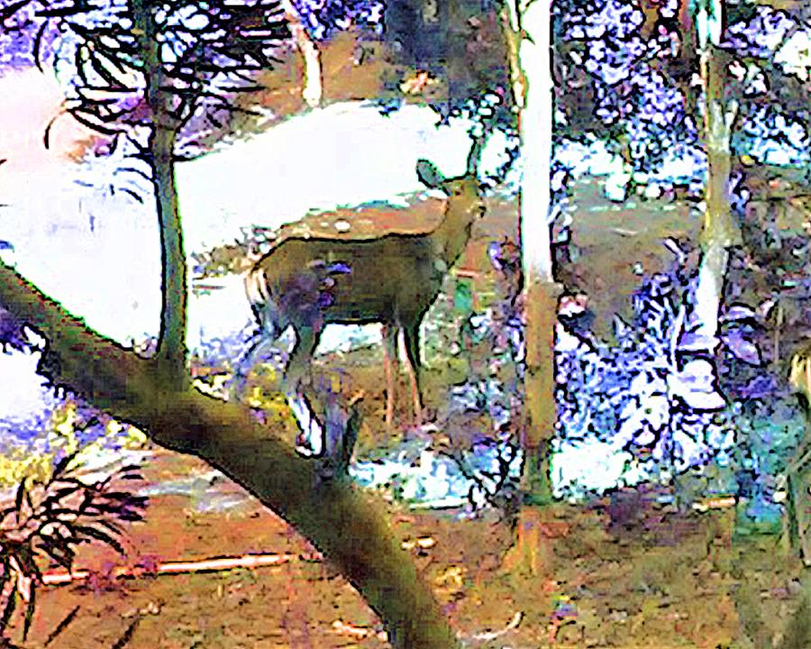 Impressionist Deer Photograph by Andrew Lawrence