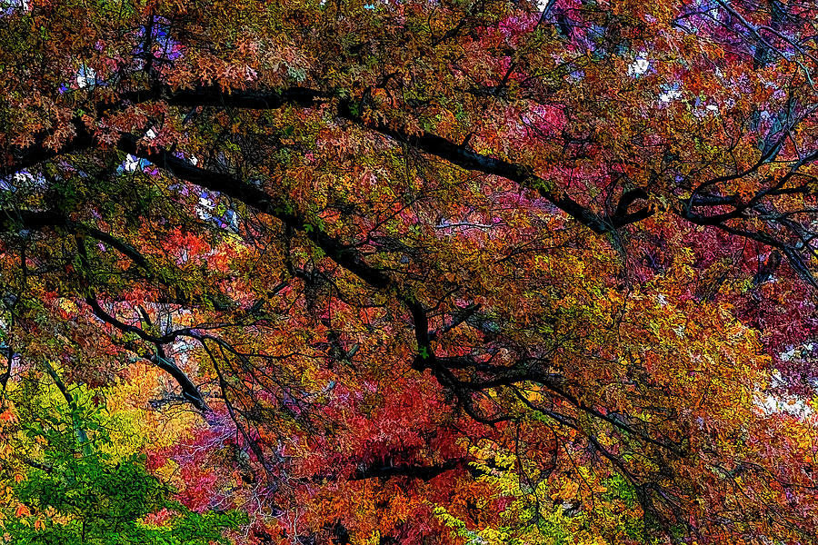 Impressionist Fall Foliage 92 Photograph