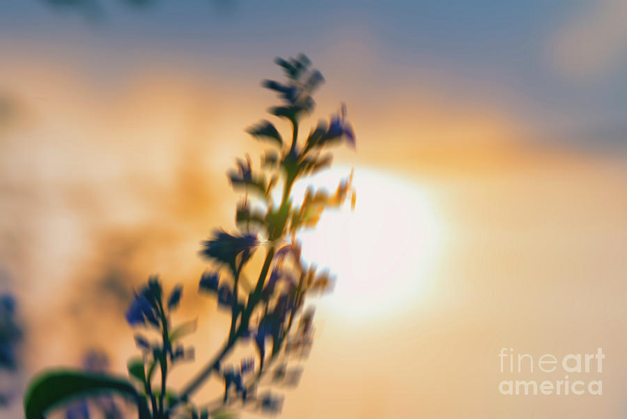 Impressionist image of plant during sunset Photograph by Kiran Joshi