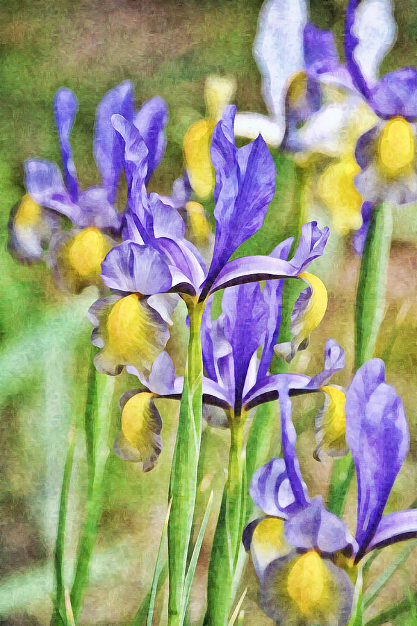 Impressionist Iris Garden Portrait Digital Art by Gaby Ethington