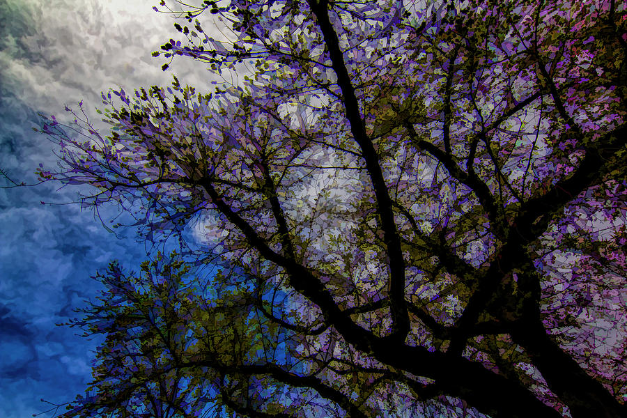 Impressionist Spring Trees Photograph