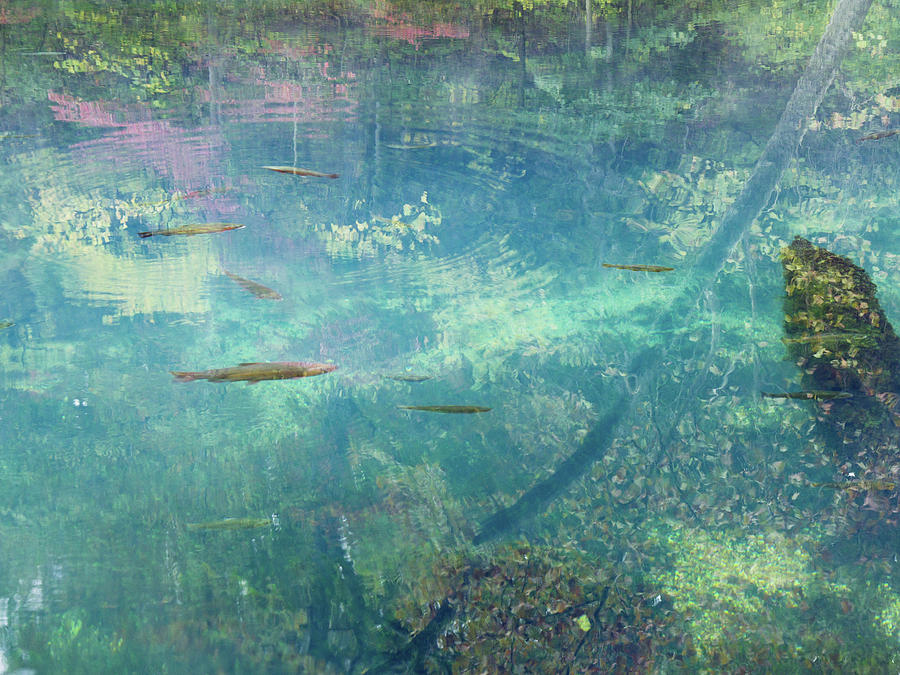 Impressionist Trout Photograph by Scott Rackers