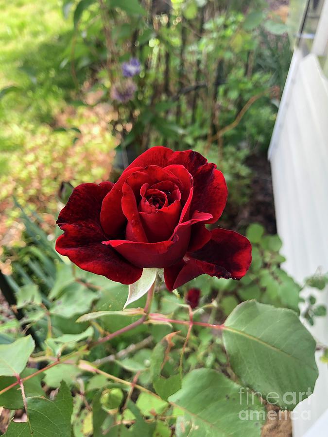 Impressive Red Don Juan Rose  Photograph by Catherine Ludwig Donleycott