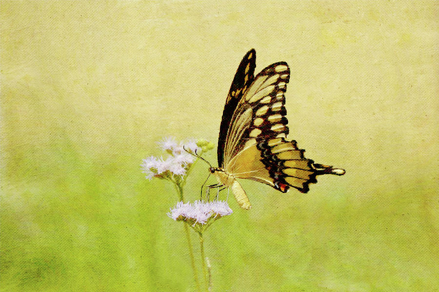 Impressionistic Yellow Butterfly On Flowers Digital Art