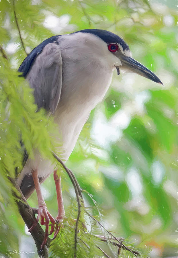 Impressions of a Black Crowned Night Heron Photograph by Kathi Isserman