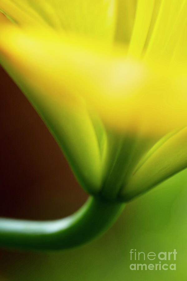 Abstract Photograph - Impressions of a Yellow Lily ii by Renata Natale