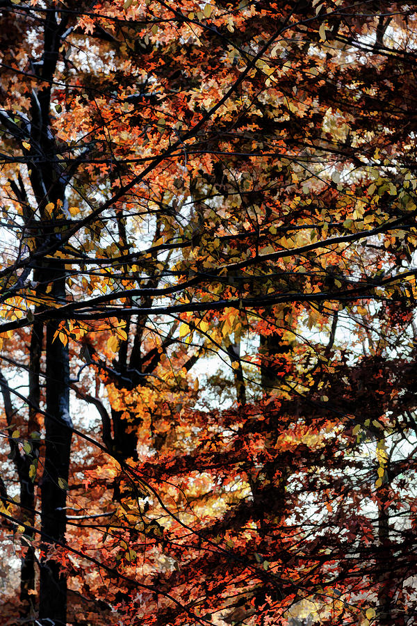 Impressions Of Fall Leaves Photograph