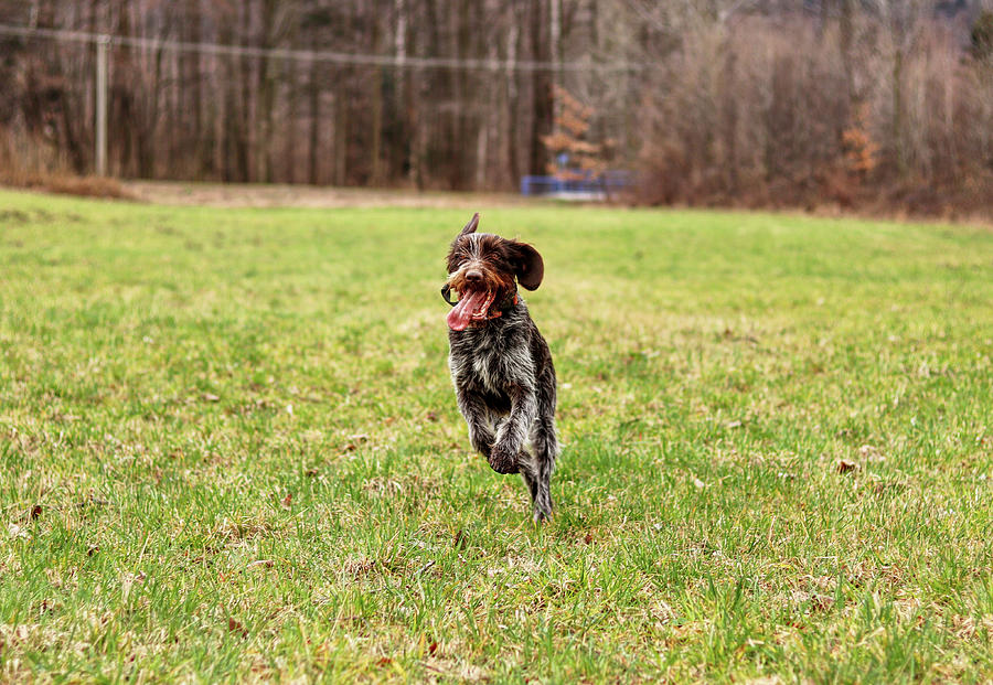Impressive bohemian wire dog runs around meadow back and forth a very enjoy it. Brown and white fur adorn czech pointer more attractive than other breed. Big ears. Jumping dog. Energy of animal Photograph by Vaclav Sonnek