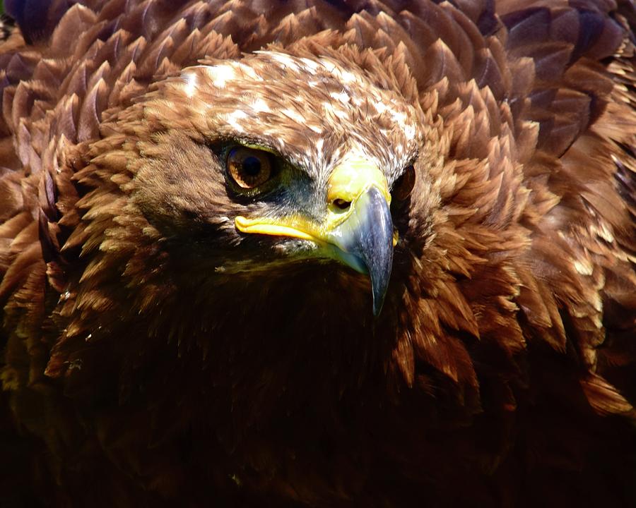 Impressive Golden Eagle  Photograph by Neil R Finlay