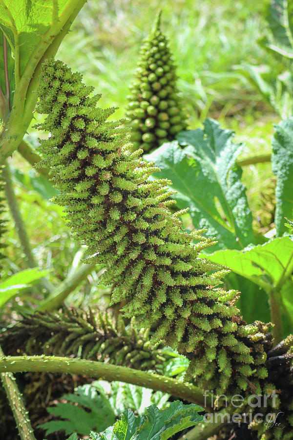 Nature Photograph - Impressive Gunnera Manicata in early Autumn by D Lee