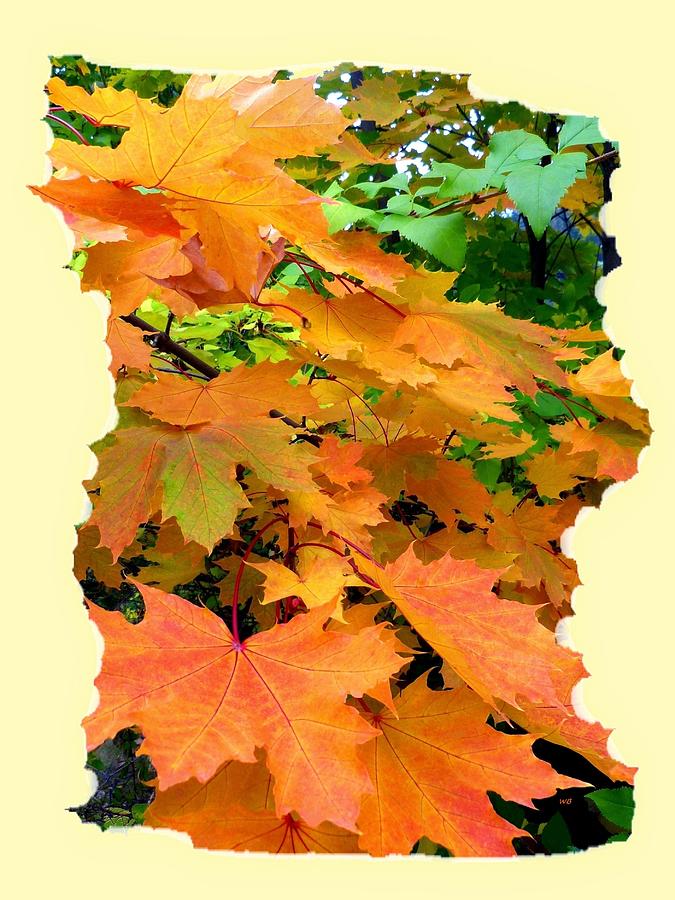 Impressive Maple Leaves Photograph by Will Borden