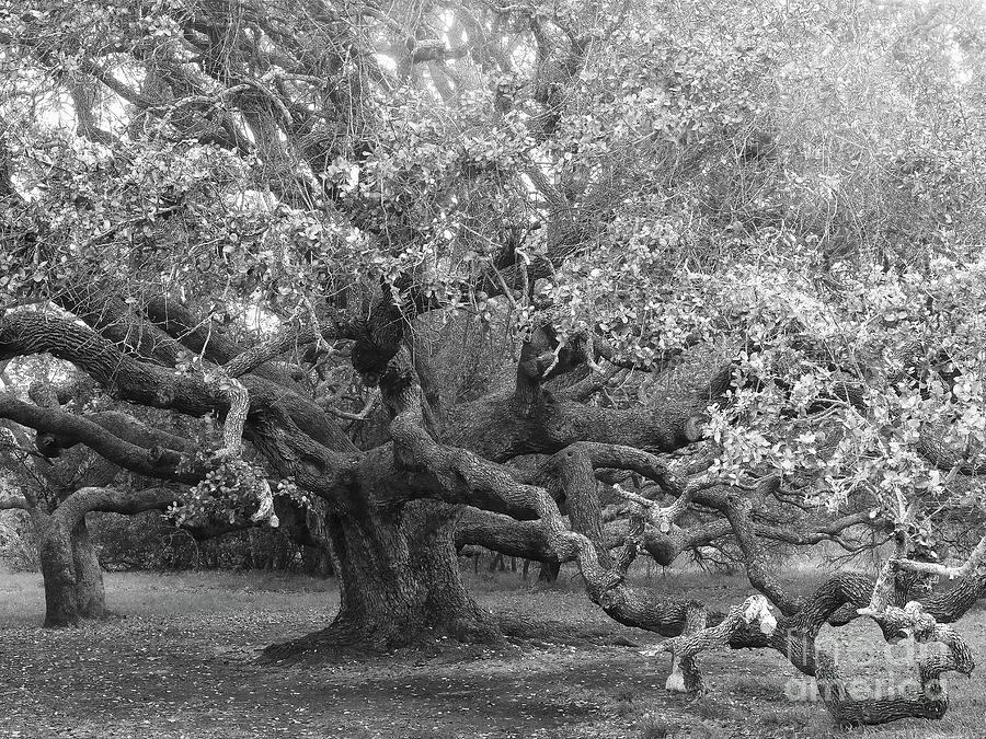 Impressive Oak Photograph