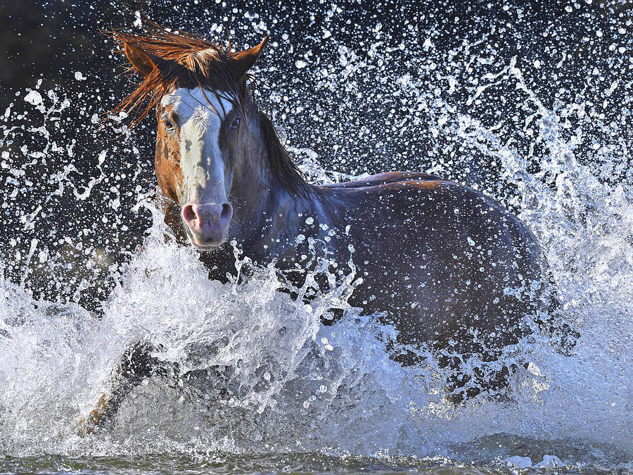 Impressive Stallion. Photograph by Paul Martin