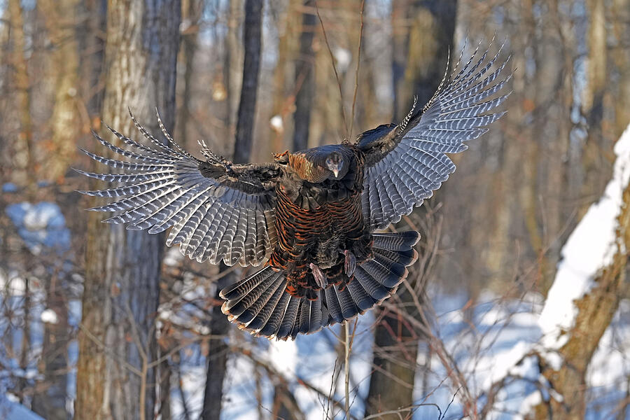 Impressive wingspan Photograph by Asbed Iskedjian - Fine Art America