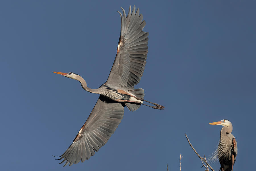 Impressive Wingspan of the Great Blue Heron. Photograph by Paul Martin