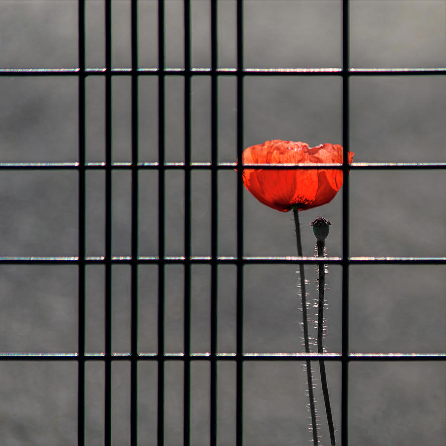 Square - Imprisoned Poppy  Photograph by Stuart Allen