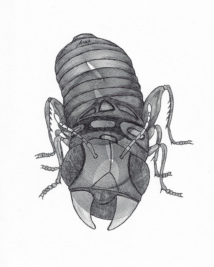 Improbable Bug Drawing by Teresamarie Yawn