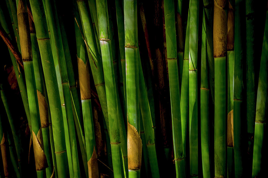 In a Bamboo Forest - 1 Photograph by W Chris Fooshee