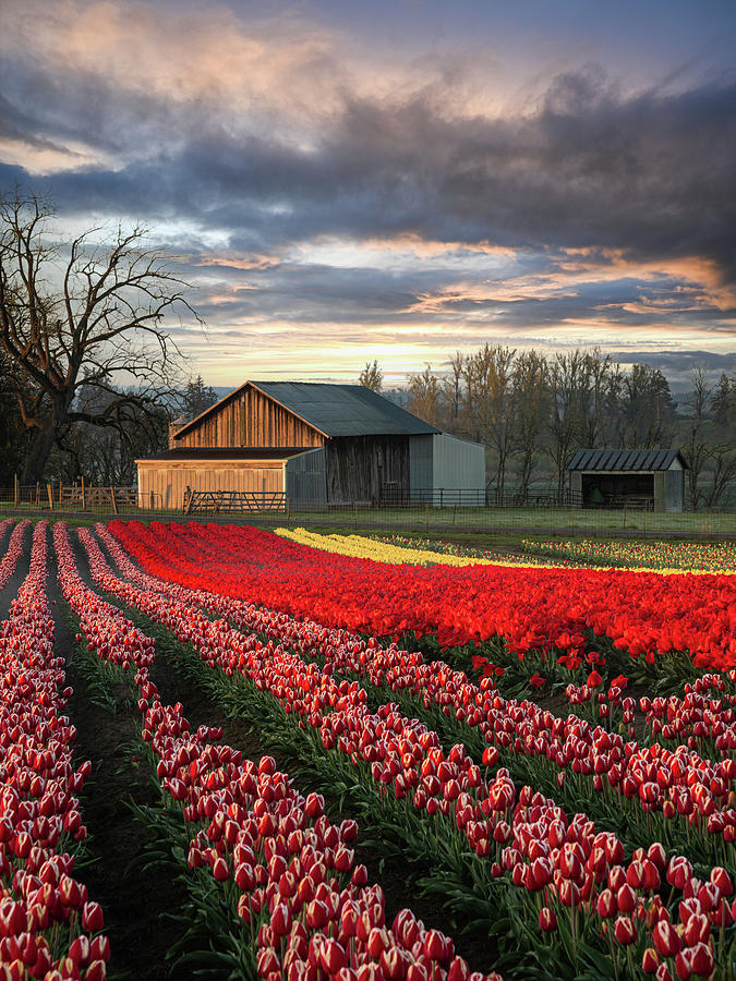 In a Field of Tulips Photograph by Don Schwartz
