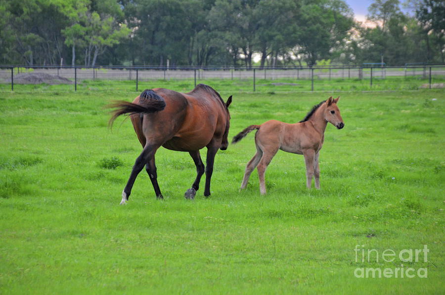 In a Pasture Photograph by Diana Mary Sharpton