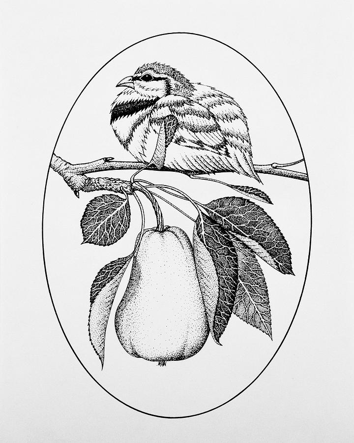 pear blossom drawing