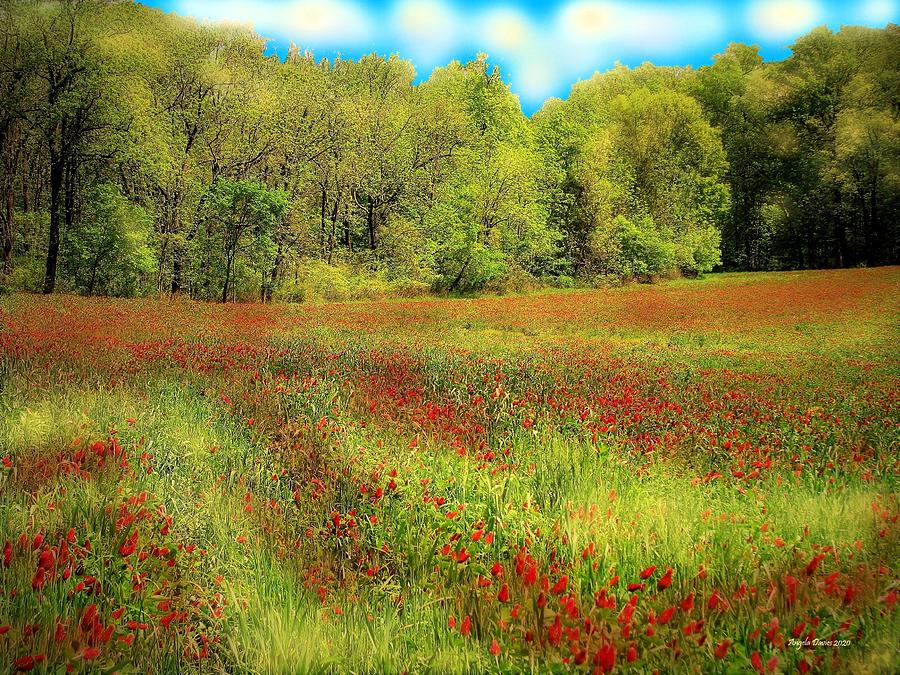 Tree Photograph - In a Pennsylvania Field of Crimson Clover by Angela Davies