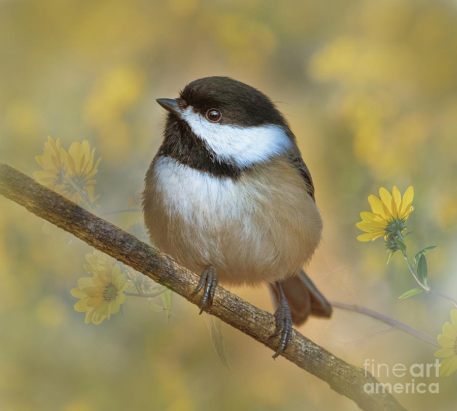 In a Summer Dream-Black-capped Chickadee Photograph by Sandra Rust