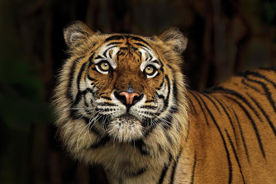 In Another World Photograph by Ashley Vincent - Fine Art America