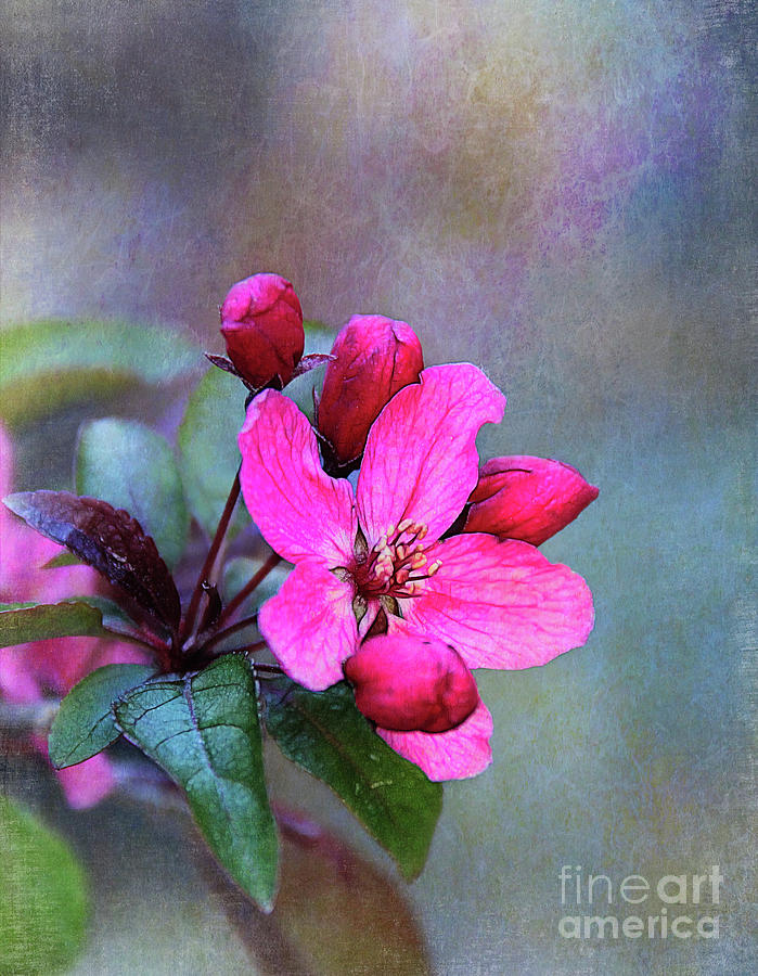 In Apple Blossom Time Photograph by Judi Bagwell