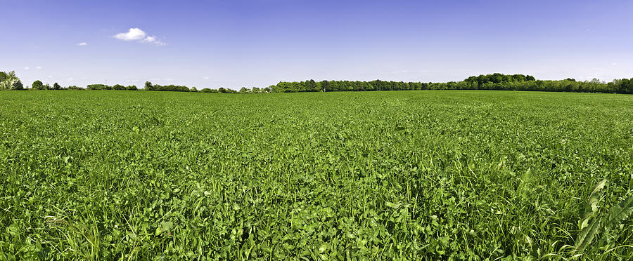 In clover field under blue skies Photograph by fotoVoyager