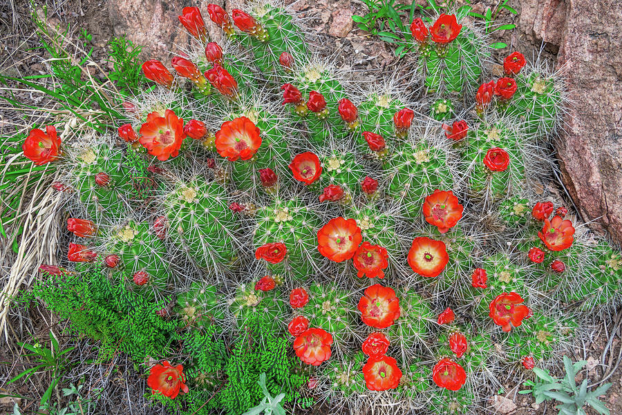 In Early To Mid May, Claret Cup Cacti Begin To Bloom Throughout The Colorado Rockies.  Photograph by Bijan Pirnia
