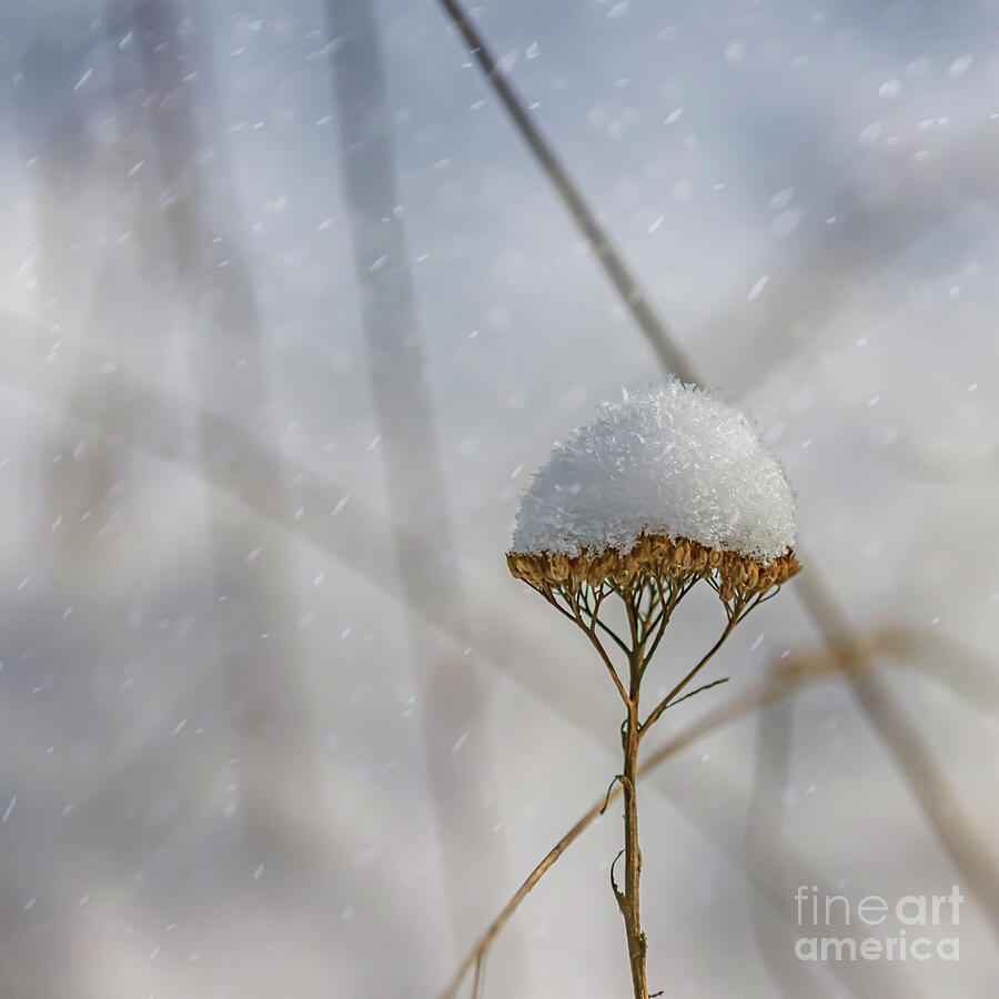 Nature Photograph - In February by Veikko Suikkanen Nature Photograph - In February by Veikko Suikkanen