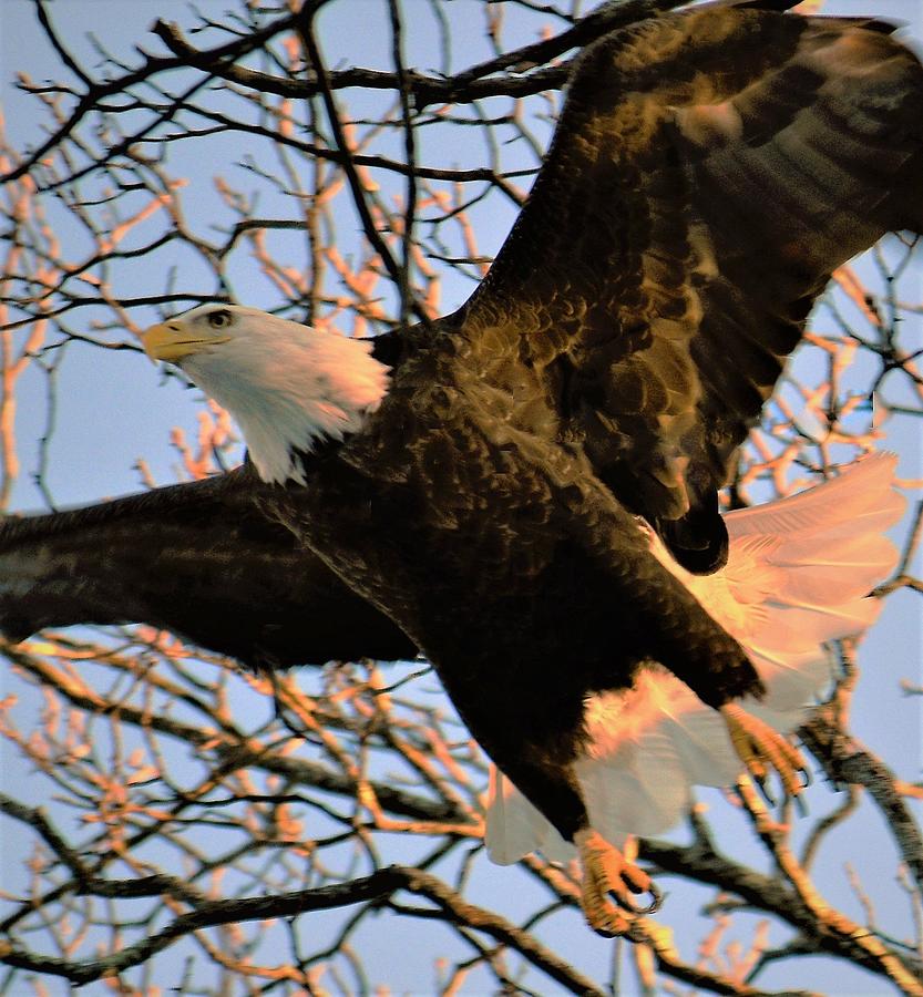 - In Flight - Bald Eagle  Photograph by THERESA Nye