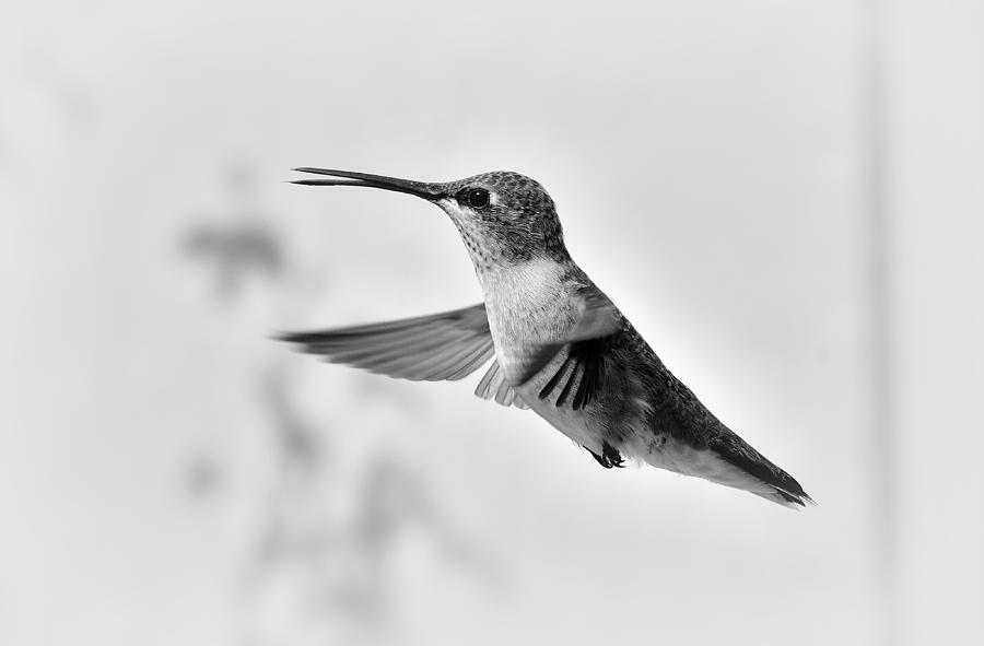 In Flight Black and White Photograph by Michael Morse