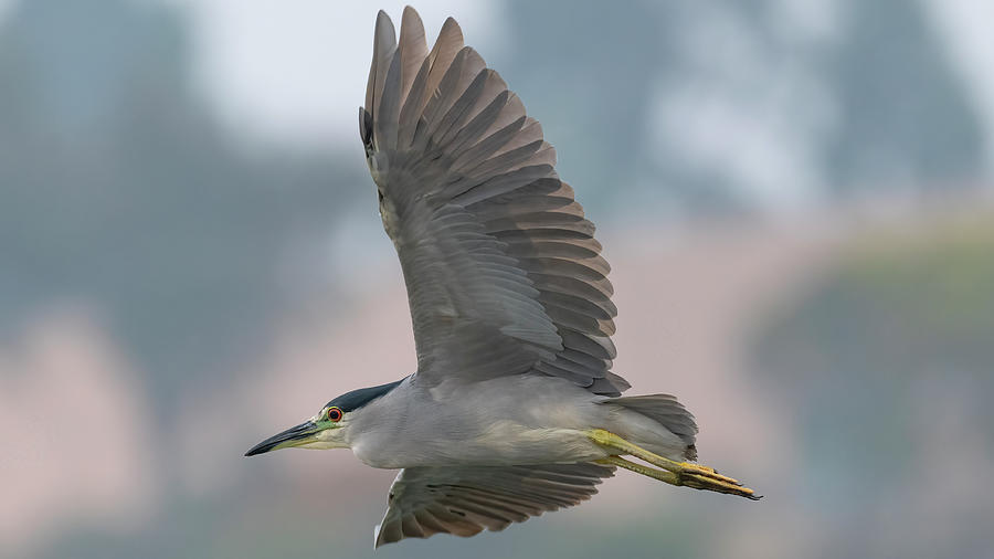 In Flight Black Crown Night Heron3 Photograph by Mike Gifford