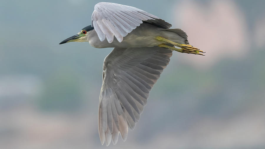 In Flight Black Crown Night Heron4 Photograph by Mike Gifford