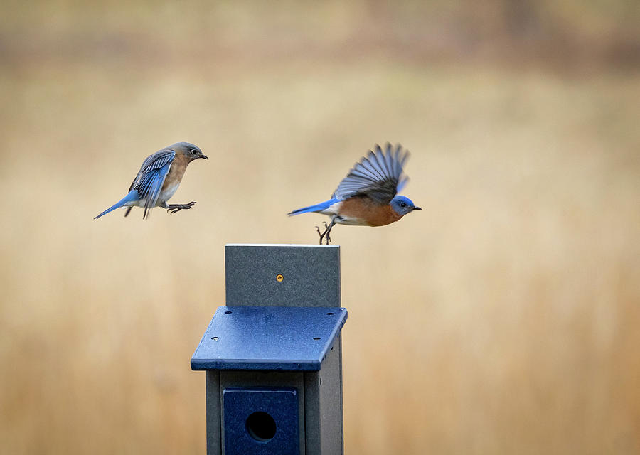 In Flight Bluebirds Photograph by Deborah Penland
