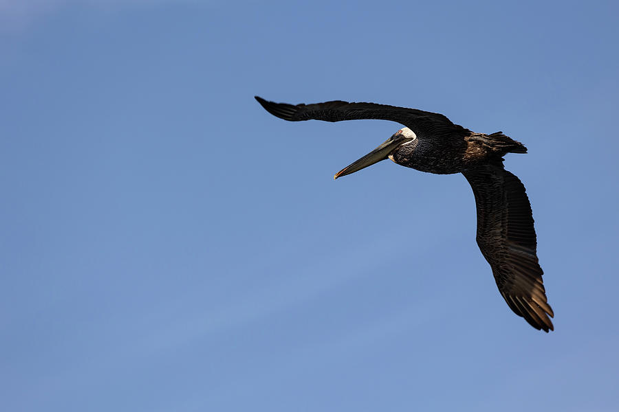 In Flight Brown Pelican Photograph by Deborah Penland