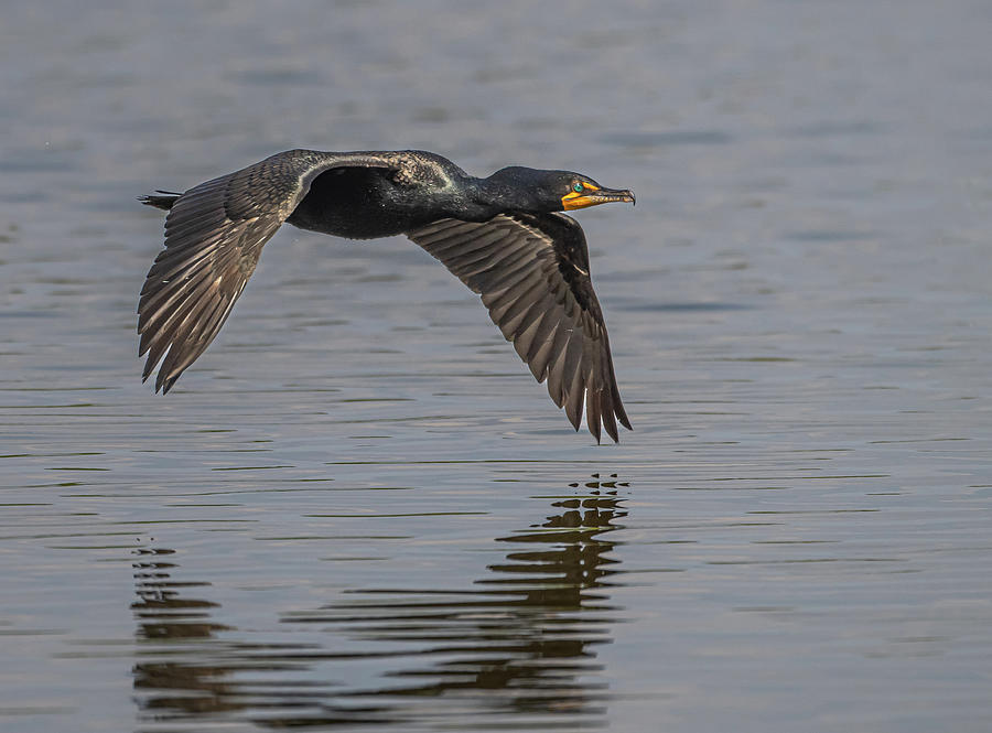 In Flight Cormorant Photograph by Paul Freidlund